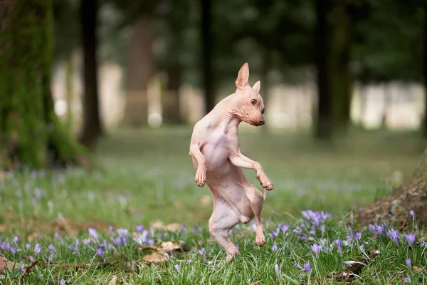American Hairless Terrier Saltando Parque Cão Alegre Relva Caminhando Com — Fotografia de Stock