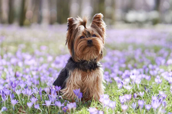 Perro Flores Azafrán Mascotas Naturaleza Aire Libre Yorkshire Terrier Sentado —  Fotos de Stock