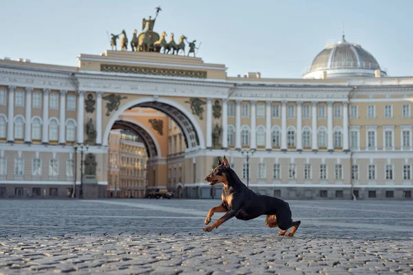 dog in the city of St. Petersburg. Standard German Pinscher posing against the backdrop of architecture. Pet in old town