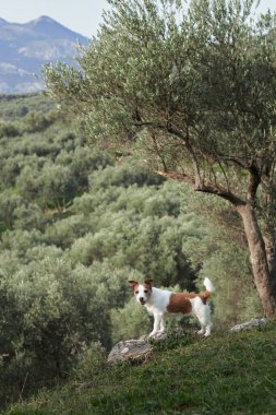 Ağacın yanındaki köpek. Jack Russell Terrier doğada bir zeytin korusunda