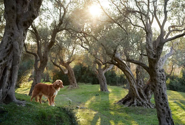 stock image dog near the olive tree. Nova Scotia duck tolling retriever in nature. Toller on a walk in the green park