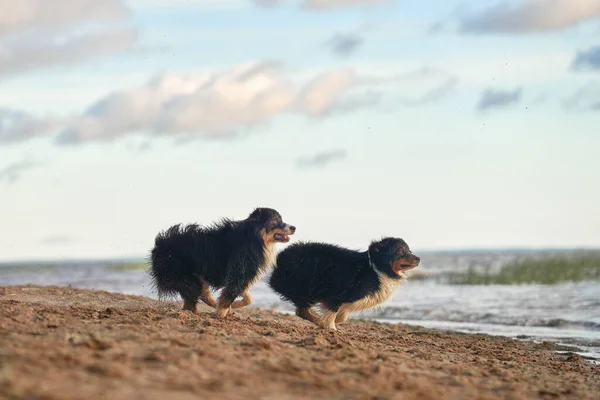 dogs plays in beach near water. two Active australian shepherd running . Active holiday with a pet