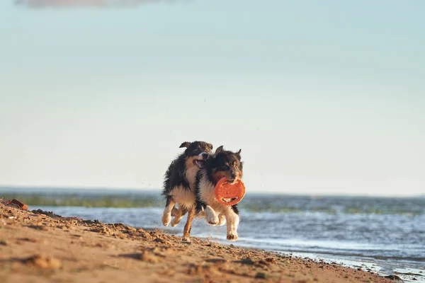 Cani Che Corrono Spiaggia Vicino All Acqua Giocano Con Giocattolo — Foto Stock