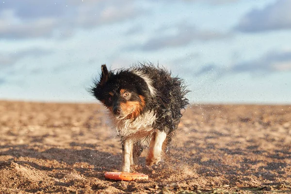 the dog shakes himself off. Pet plays in beach and water. Active australian shepherd in the beach