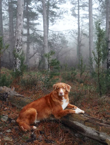 Czerwony Pies Mglistym Lesie Leży Kłębie Nova Scotia Kaczka Tolling — Zdjęcie stockowe