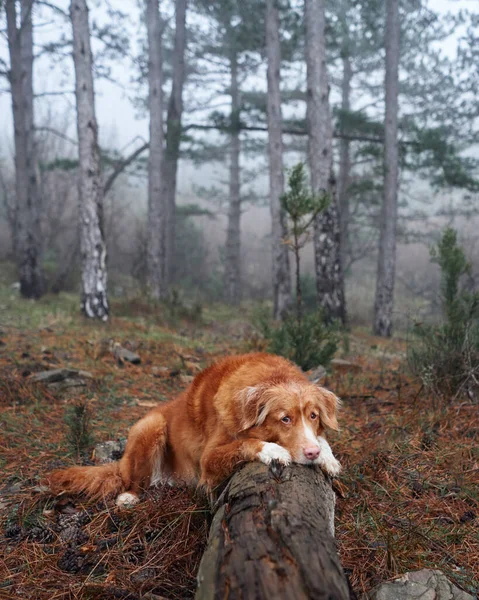 Sisli bir ormanda kırmızı bir köpek bir kütüğün üzerinde yatıyor. Doğadaki Nova Scotia ördek avcıları. Evcil bir hayvanla yürüyüş. orman peri masalı