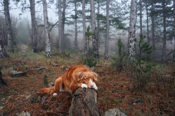 Červený Pes Mlhavém Lese Leží Kládě Nova Scotia Kachna Mýtný — Stock fotografie