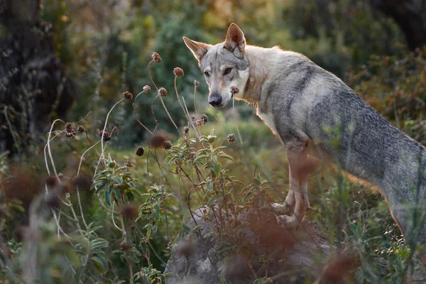 Perro Lobo Checoslovaco Bosque Hermoso Perro Que Parece Lobo Naturaleza — Foto de Stock