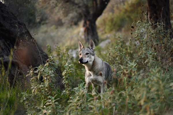 Czechoslovakian wolfdog in the forest. A beautiful dog that looks like a wolf in nature. Pet in the woods