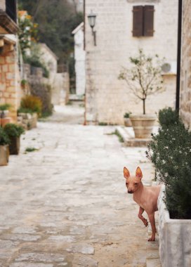 Kasabadaki küçük köpek. Amerikan Kılsız Teriyeri gözetliyor. Şehirde evcil hayvan, yürü