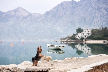 Koyda, körfezde, dağların arasında küçük bir köpek. Şehirdeki yakışıklı Yorkshire Teriyeri