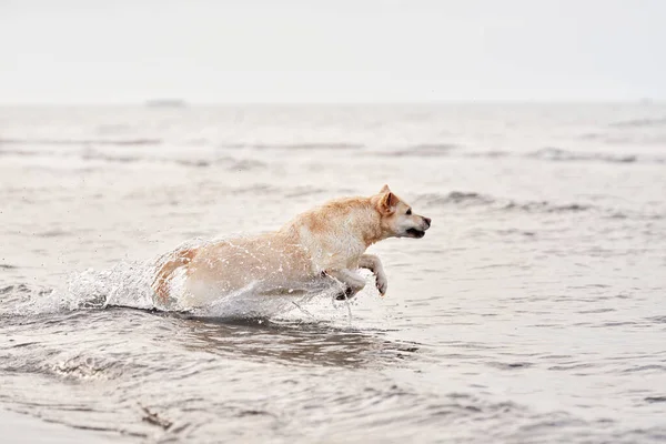 Szczęśliwy Pies Biegający Morzu Fawn Labrador Retriever Naturze Zwierzę Domowe — Zdjęcie stockowe