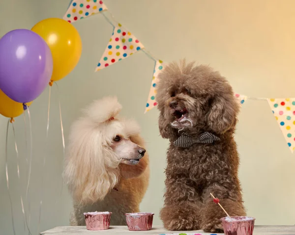 dogs birthday party. two poodles at the festive table. Holiday with a pet, carnival, fun