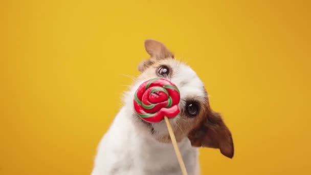 Leuk Hondje Een Gele Achtergrond Jack Russell Terrier Met Snoep — Stockvideo