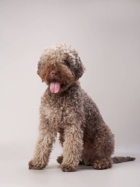 Bej arka planda İspanyol su köpeği. Komik kıvırcık hayvan. Lagotto romagnolo