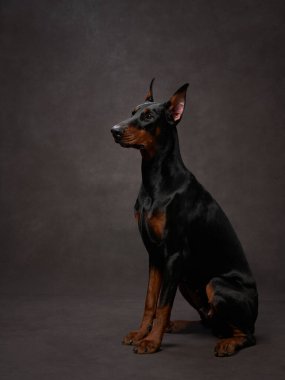 Kahverengi tuval üzerinde siyah doberman. Stüdyoda Güzel Evcil Hayvan portresi.