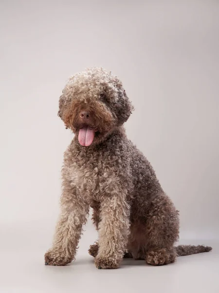 Spanish Water Dog Beige Background Funny Curly Pet Lagotto Romagnolo — Stock Photo, Image