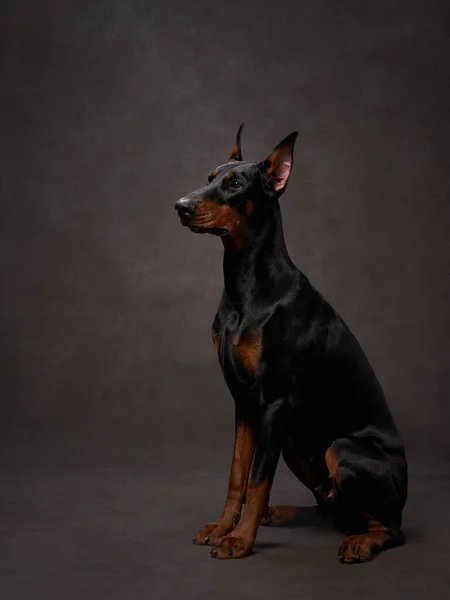 Czarny Doberman Brązowym Tle Płótna Piękny Portret Pet Studio — Zdjęcie stockowe