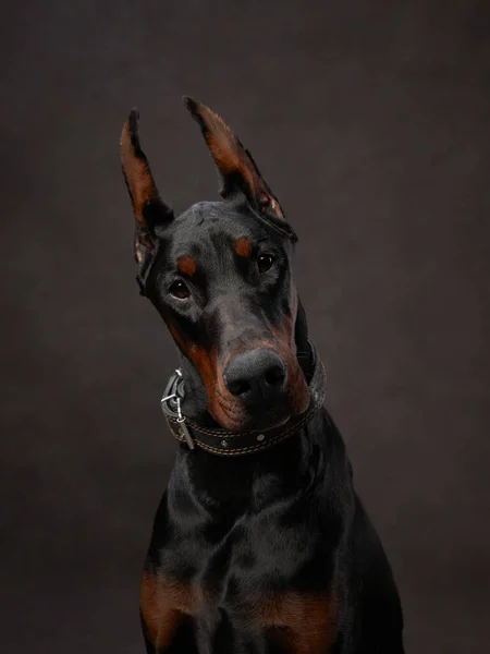 Doberman Negro Sobre Fondo Lona Marrón Hermoso Retrato Mascotas Estudio — Foto de Stock