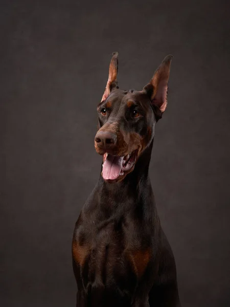 Brązowy Doberman Brązowym Tle Płótna Piękny Portret Pet Studio — Zdjęcie stockowe