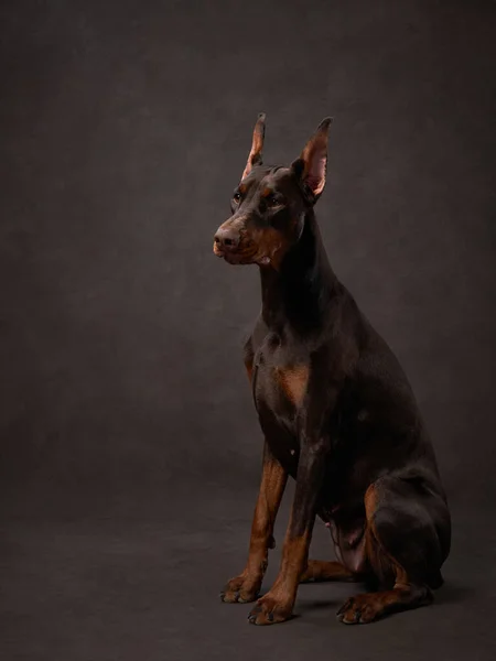Brun Doberman Brun Duk Bakgrund Vackert Pet Porträtt Studio — Stockfoto