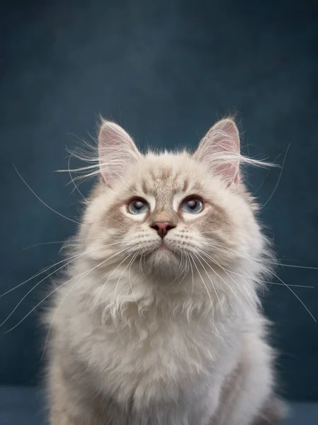 小猫在帆布蓝色的背景上 工作室里的纯种锡伯林猫 — 图库照片