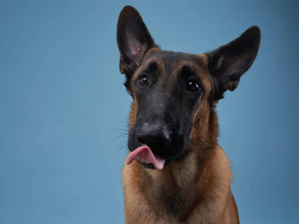 dog licks his lips on a blue background. Funny young Malinois, emotions, tongue, hungry, belgian shepherd