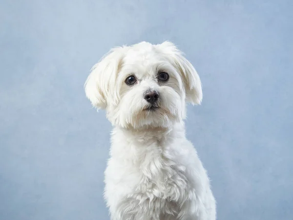 lap dog on a blue background. curly dog in photo studio. Maltese, poodle, maltipoo
