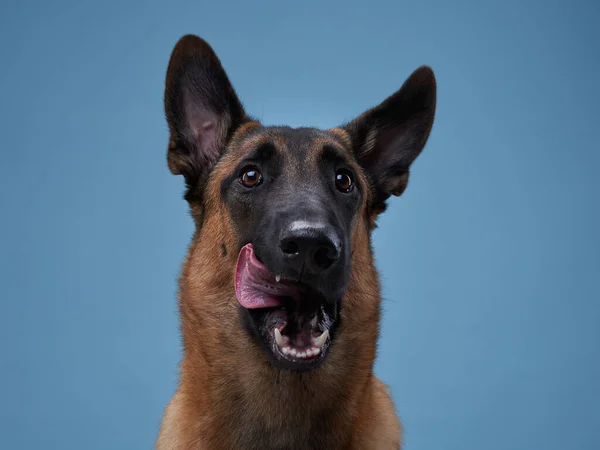 dog licks his lips on a blue background. Funny young Malinois, emotions, tongue, hungry, belgian shepherd