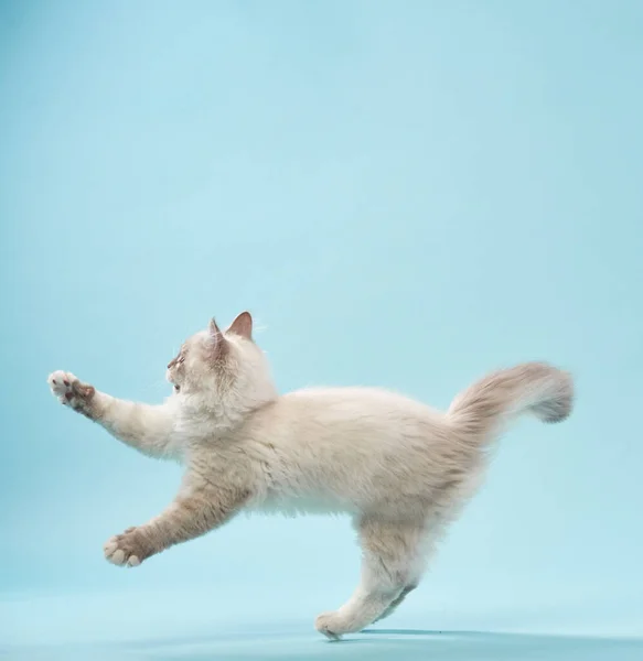 Zabawny Kotek Niebieskim Tle Rodowód Syberyjski Kot Studio — Zdjęcie stockowe