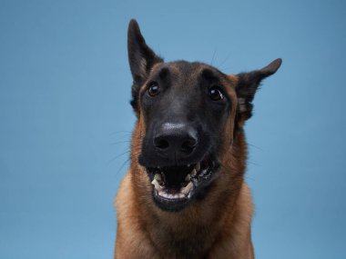 Köpek esniyor, mavi arka planda ağzını açıyor. Komik genç Malinois, duygular, dil, aç, Belçikalı çoban