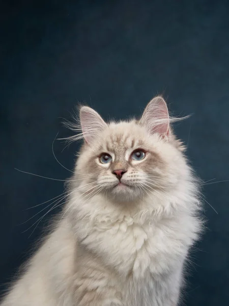 Kätzchen Auf Blauem Grund Sibirische Rassekatze Atelier — Stockfoto