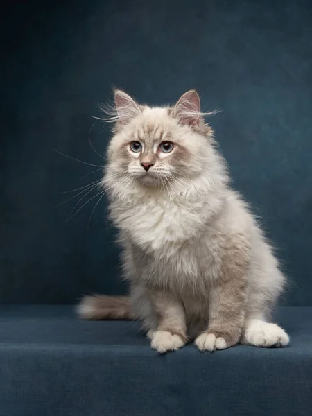 stock image kitten on a canvas blue background. Pedigree siberian cat in studio