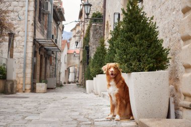Kırmızı köpek eski şehirde. Yürüyüşe çıkmış hayvan. Nova Scotia ördek paralı av köpeği mimarinin önünde.