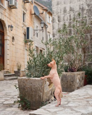 Kasabadaki küçük köpek. Amerikan Kılsız Teriyeri gözetliyor. Şehirde evcil hayvan, yürü