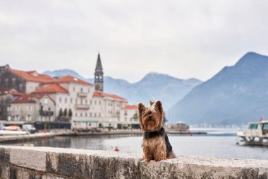 Koyda, körfezde, dağların arasında küçük bir köpek. Şehirdeki yakışıklı Yorkshire Teriyeri