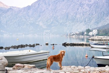 Denizin kenarında bir köpek var, Bay. Bir evcil hayvanla seyahat etmek. Nova Scotia ördek avcıları doğada 