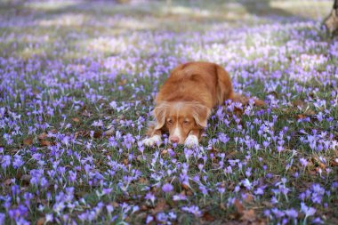 Kroküs çiçekli köpek. Doğada evcil hayvan. Kırmızı Nova Scotia ördeği av köpeği parkta yatıyor.