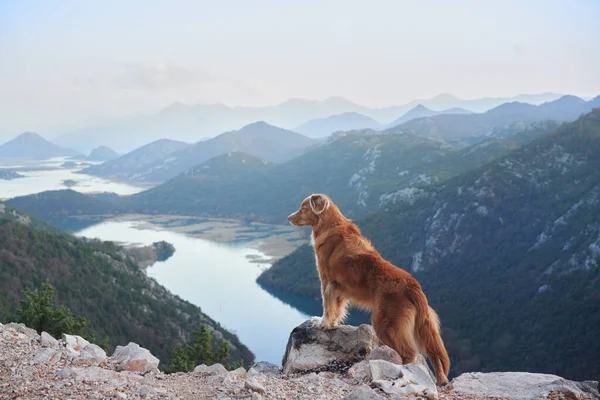 Dog Stands Mountains Bay Looks River Nova Scotia Duck Retriever — Stock Photo, Image