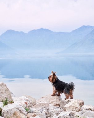 Koyda, körfezde, dağların arasında küçük bir köpek. Şehirdeki yakışıklı Yorkshire Teriyeri