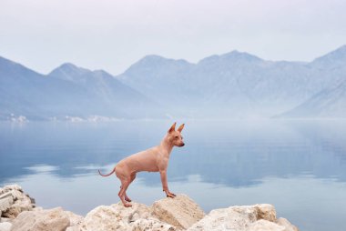 Köpek taşların üzerinde denizin ve dağların arka planına karşı duruyor. Amerikan Kılsız Teriyeri, deniz kenarında. Evcil bir hayvanla tatil