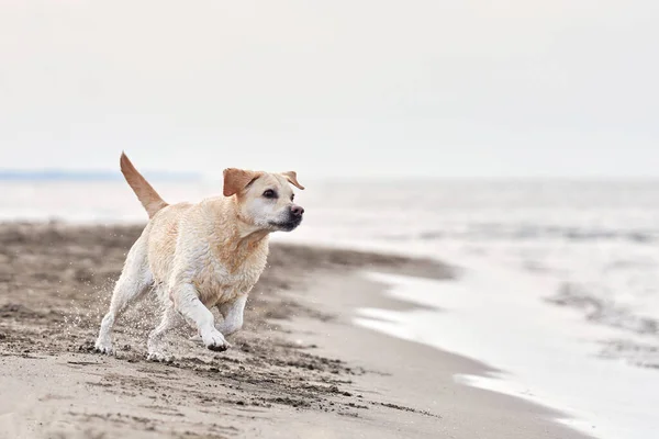 Happy Dog Running Sea Fawn Labrador Retriever Nature Pet Active — Stock Photo, Image