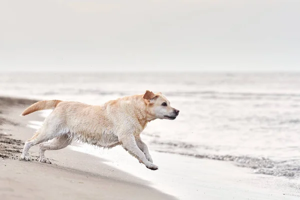 Denizde Koşan Mutlu Köpek Doğadaki Yavru Köpek Labrador Retriever Aktif — Stok fotoğraf