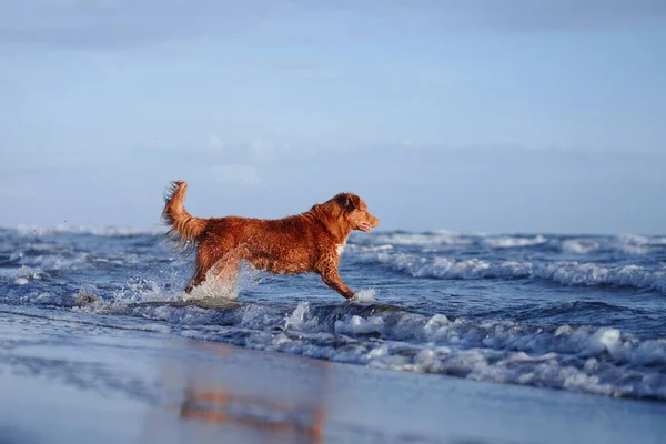 Câine Plajă Nova Scotia Rata Taxarea Retriever Rulează Nisip Apă — Fotografie, imagine de stoc
