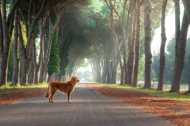 Köpek güzel bir yolda duruyor. Nova Scotia ördek parktaki av köpeği.