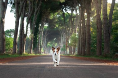 Köpek güzel bir yolda koşuyor. Mutlu Jack Russell Terrier parkta.