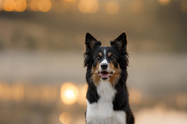 带有Bokeh的狗的肖像 三色龙是自然界中的边界牧羊犬 外面漂亮的宠物 — 图库照片