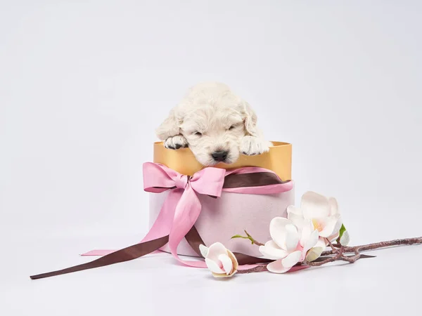 Golden Retriever Welpen Auf Weißem Hintergrund Niedlicher Schlafender Hund Hause — Stockfoto