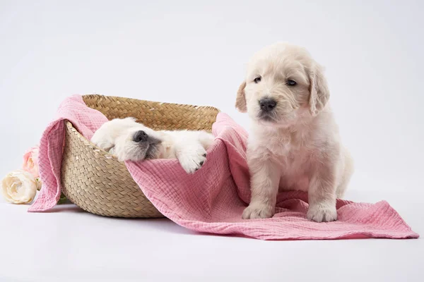 Dvě Zlatá Retrieverská Štěňátka Bílém Pozadí Roztomilý Spací Pes — Stock fotografie