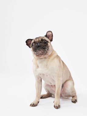 Beyaz arka planda komik bir köpek. Stüdyoda oyuncu bir hayvan.